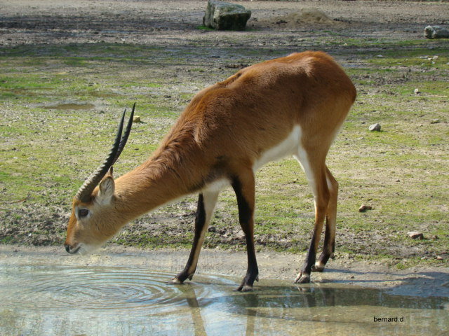 impala 1